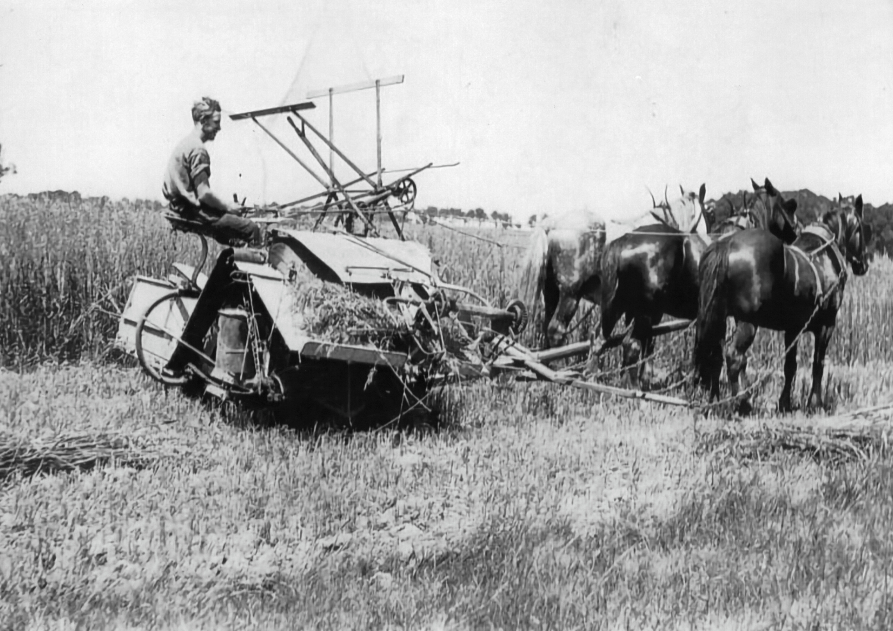 Haymaking Brookvale Moss Vale 1920's